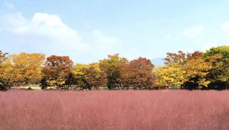 リカレント教育と生涯学習の違いを理解してキャリアと人生を充実させよう！